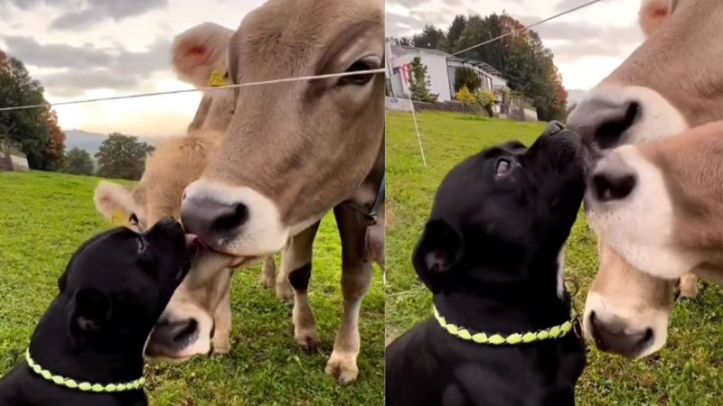 Vacas roubam beijos de cachorrinho e encantam internautas com momento fofo; assista