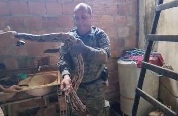 Jiboia é encontrada entre paredes de casas em Cajazeiras