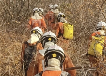 Bombeiros lutam contra incêndios florestais em 16 cidades baianas
