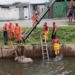 Cavalo é resgatado após cair em canal no bairro de Piatã