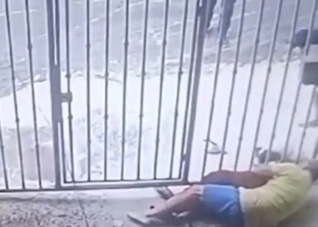 Pitbull invade casa e ataca homem e cadela em Minas Gerais