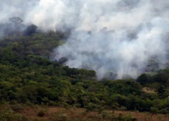 Ibama cria plataforma para acompanhar recuperação ambiental