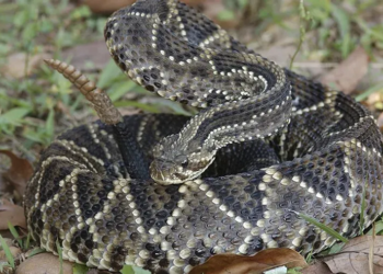Butantan estuda veneno de cascavel no tratamento da esclerose múltipla