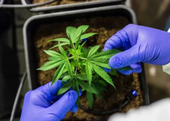 Descriminalização do porte da maconha no STF: quantos gramas podem dar prisão hoje?