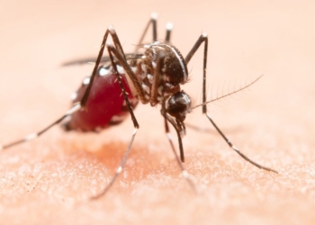 Dengue: Brasil encerra primeiro semestre com 6,1 milhões de casos da doença