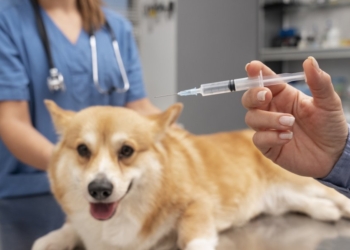 Dia D de vacinação antirrábica acontece neste sábado (3) para pets