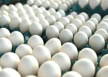 Preço dos ovos no atacado sobe e chega a até R$ 264