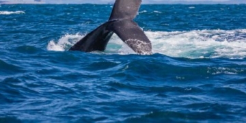 Temporada das baleias-jubarte impulsiona turismo de natureza em Salvador